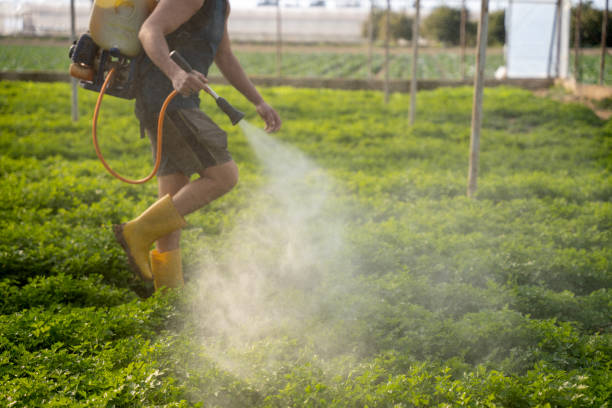 Reliable Bells, TX Pest Control Solutions