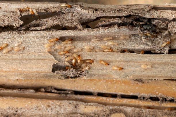 Best Termite Control Services  in Bells, TX